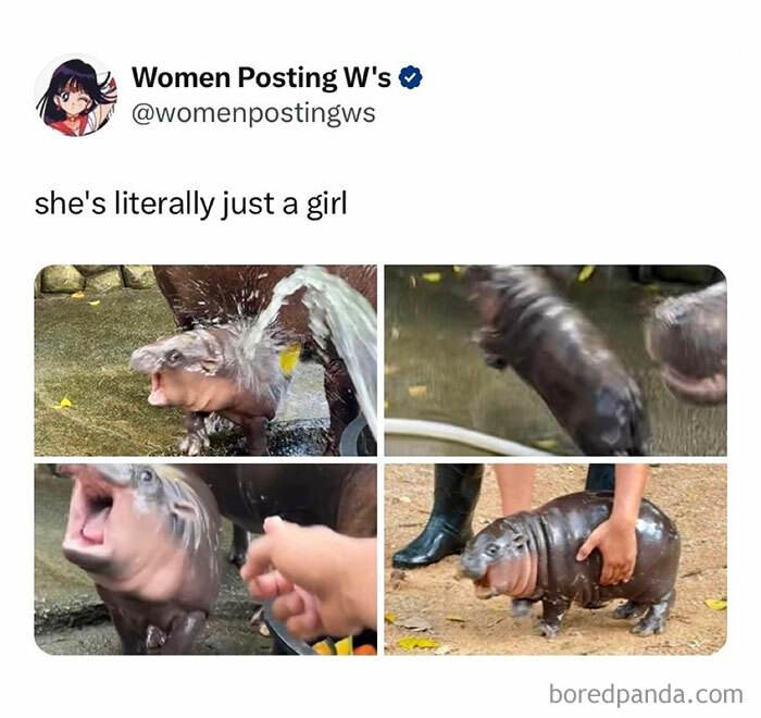 Moo Deng Meme 4 6733031F4A7C8 700
