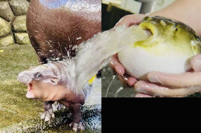 Moo Deng Meme 5 673303212C614 700
