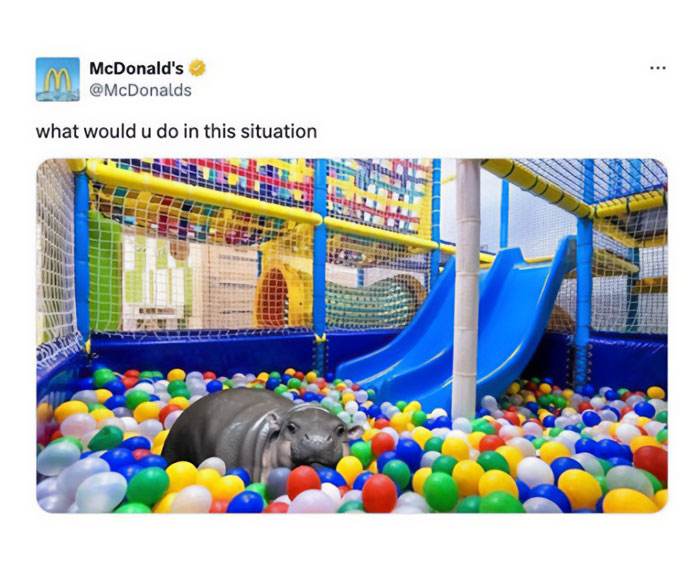 Moo Deng Meme 6 6733032322B7A 700