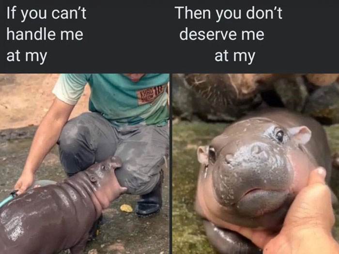 Moo Deng Meme 7 67330324C82A3 700