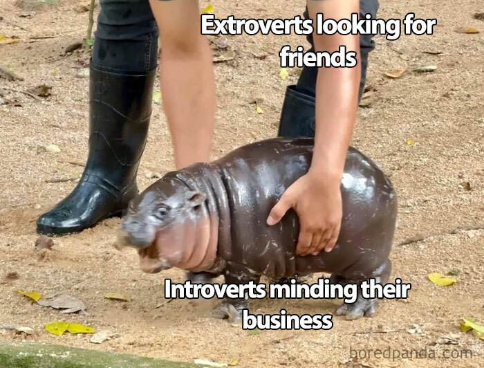 Moo Deng Meme 8 67330326418F4 700