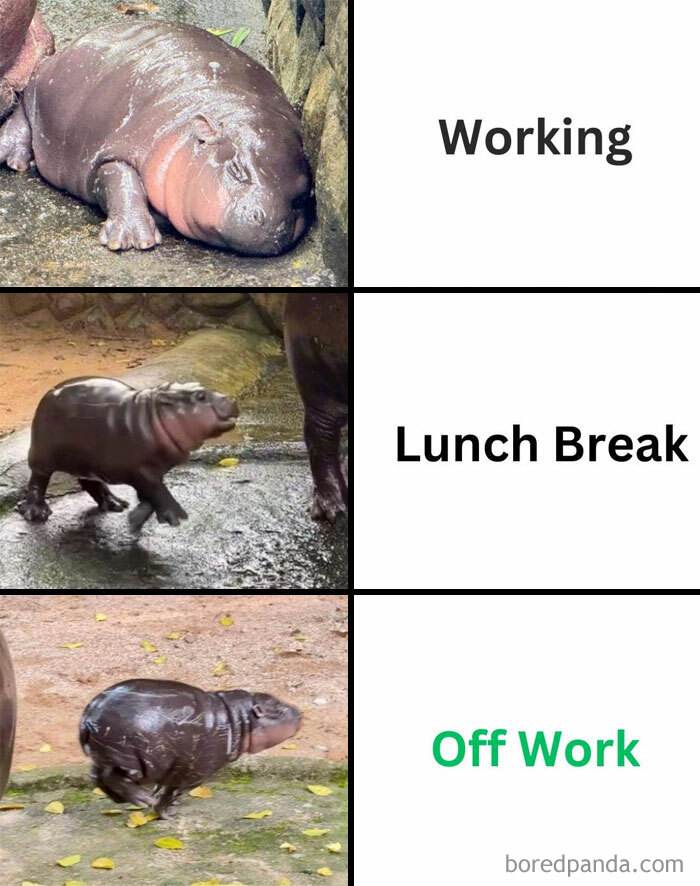 Moo Deng Meme 9 6733032825Af0 700