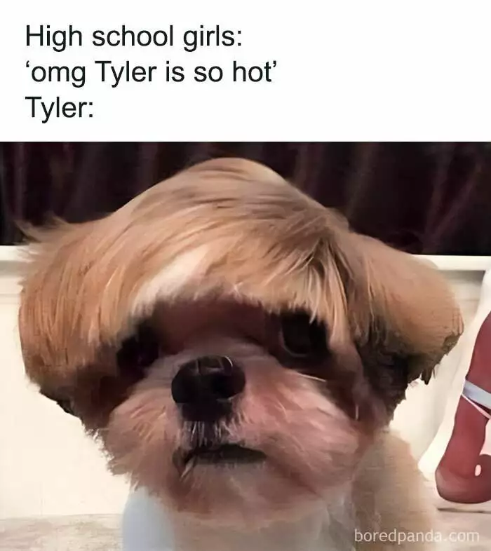 Hilarious Funny Random Memes Life Pics4Jpg 66E81B8A66C00 700