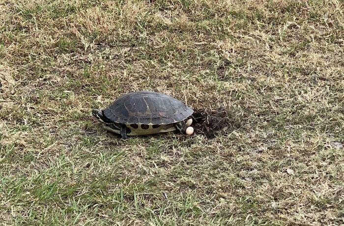 67a48b3ece56d walked outside to find a turtle laying eggs right next to my car