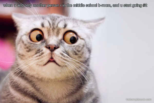 20 Dumb Cat Memes That Are So Funny You Can't Resist Laughing 